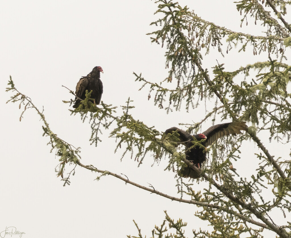 Turkey Vulture Pair  by jgpittenger