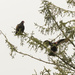 Turkey Vulture Pair  by jgpittenger