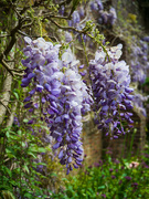 9th May 2023 - Wisteria