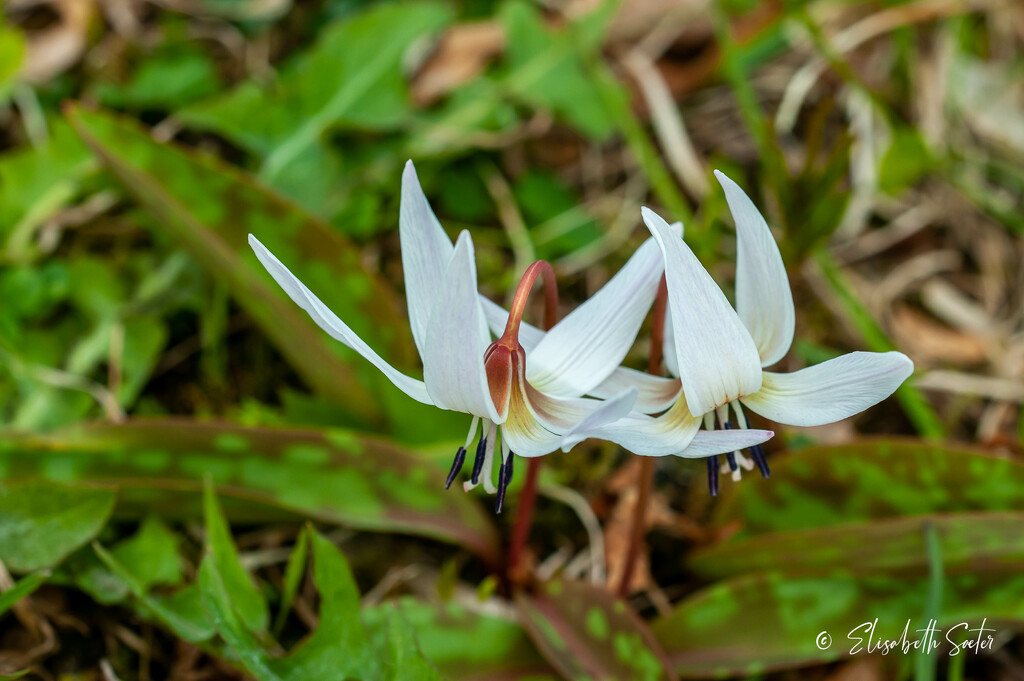 Dogtooth violet by elisasaeter