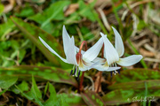 10th May 2023 - Dogtooth violet