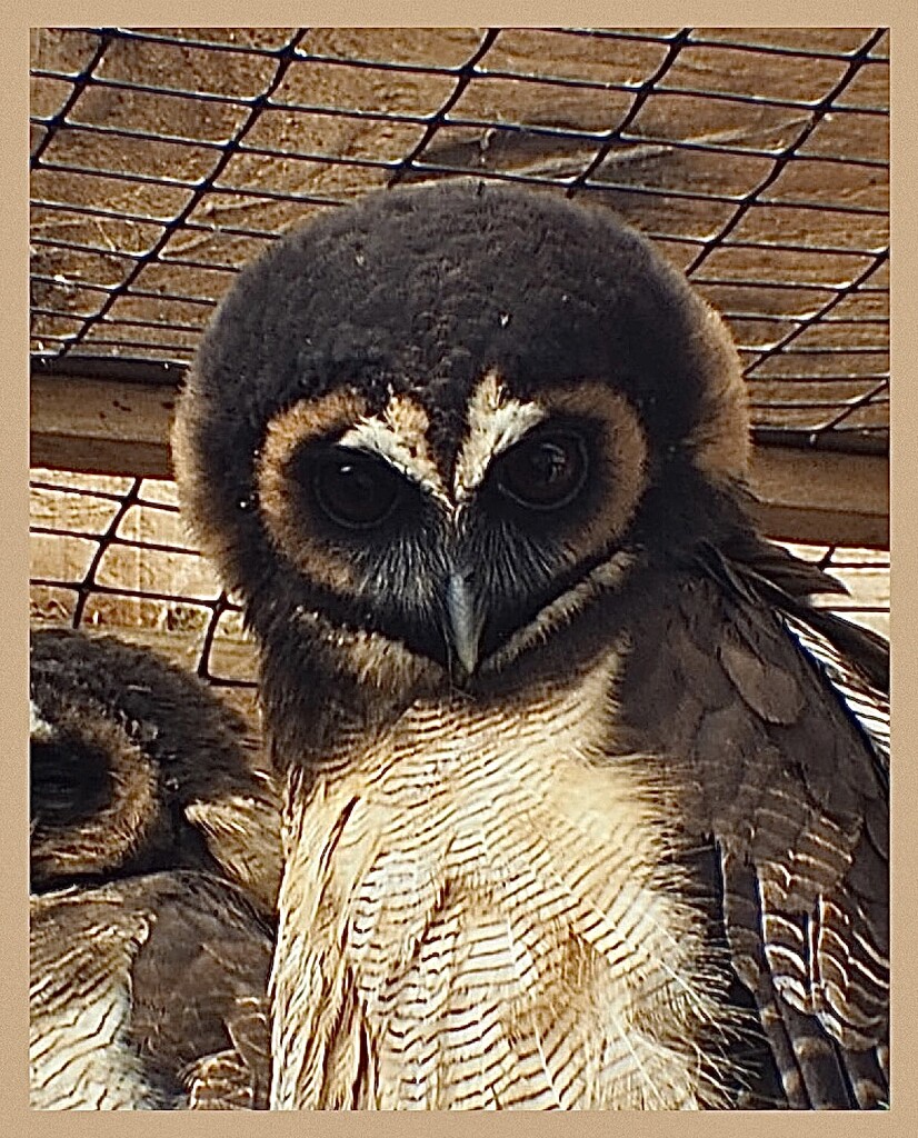 This lovely owl again taken at The Battlefield Falconry UK.   Day 11 by Dawn