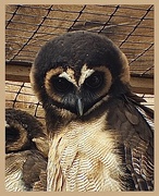 11th May 2023 - This lovely owl again taken at The Battlefield Falconry UK.   Day 11