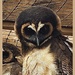 This lovely owl again taken at The Battlefield Falconry UK.   Day 11 by Dawn