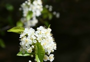 10th May 2023 - Tree Blossoms