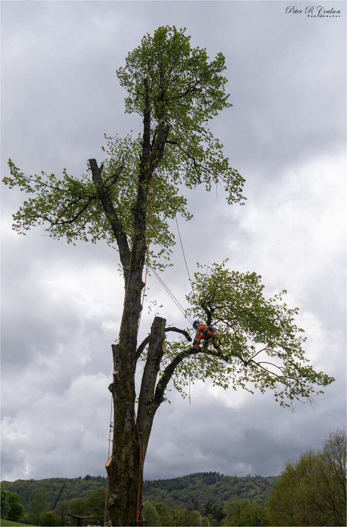 An arborist at work by pcoulson