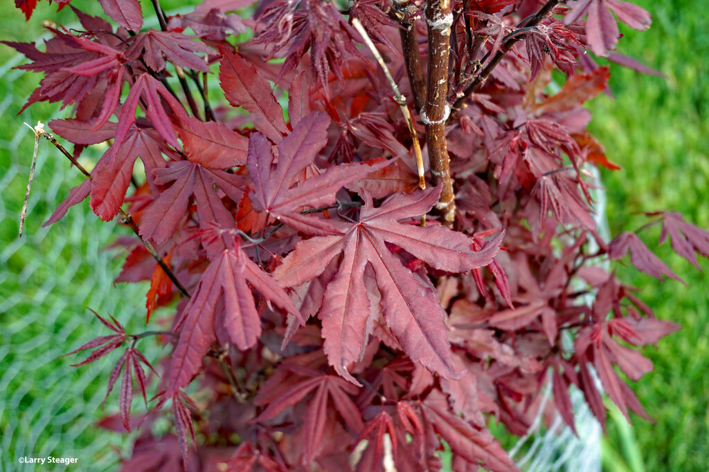 Japanese Maple by larrysphotos