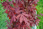 10th May 2023 - Japanese Maple