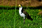 11th May 2023 -   Masked Lapwing Plover ~ 