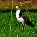   Masked Lapwing Plover ~  by happysnaps