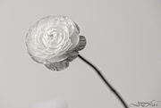8th May 2023 - Black & White Ranunculus