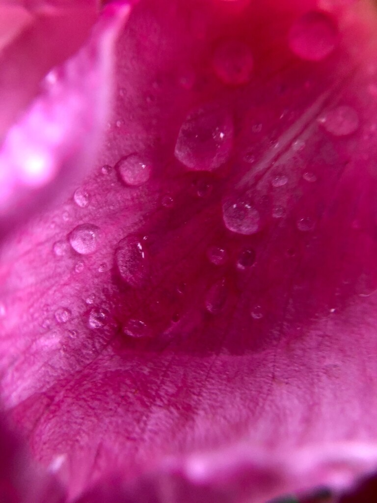 Rain on the Rose macro by metzpah