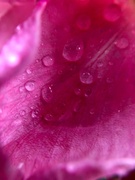 10th May 2023 - Rain on the Rose macro