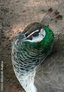 10th May 2023 - A Pretty Peahen
