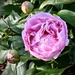 Peony Please!   by calm
