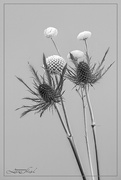 9th May 2023 - Teasel in Black & White