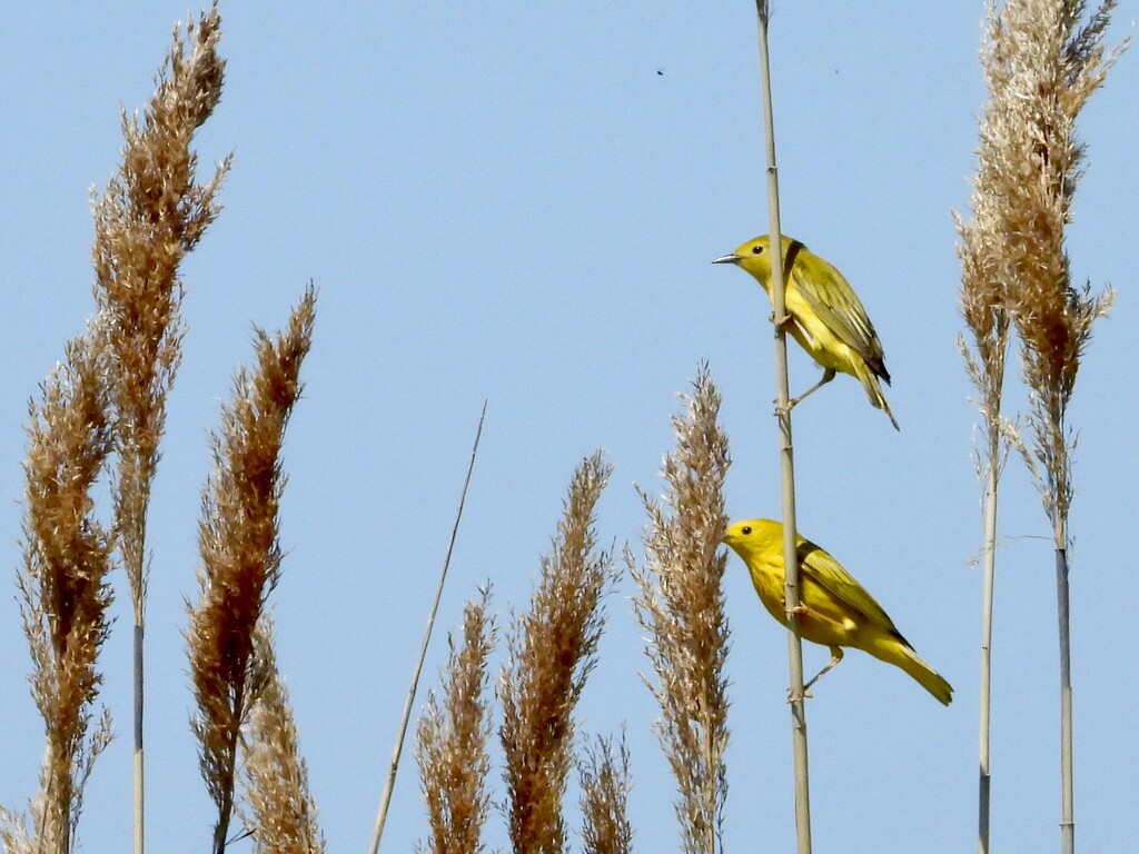 yellow warbler pair by amyk