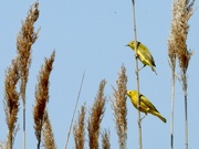10th May 2023 - yellow warbler pair