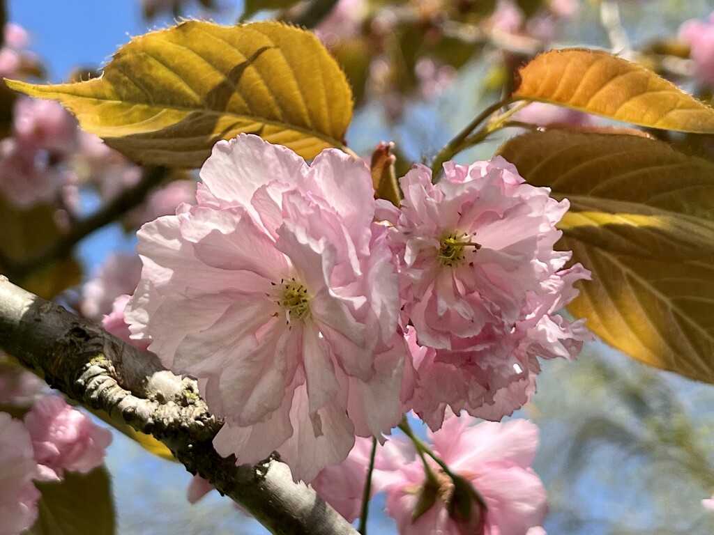 Japanese flowering cherry by amyk