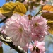 Japanese flowering cherry by amyk