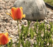 10th May 2023 - Tulips