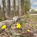 Daffs Along the Line by sunnygreenwood
