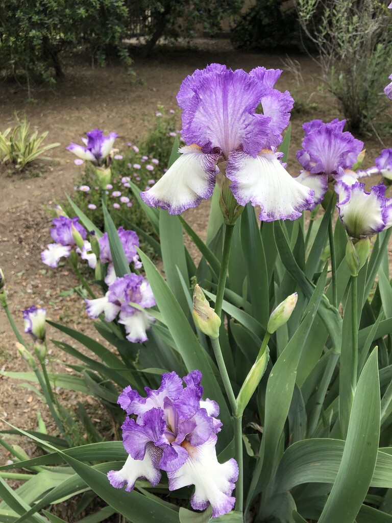 Iris by loweygrace