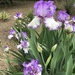 Iris by loweygrace