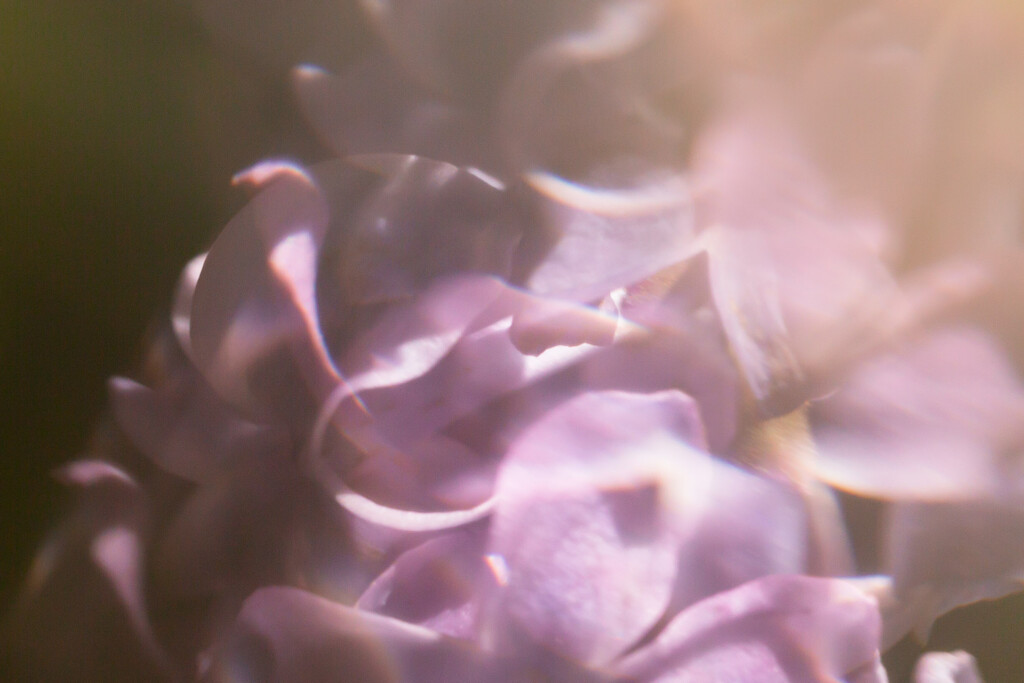 Abstract Lilacs by tina_mac