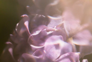 10th May 2023 - Abstract Lilacs