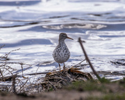 9th May 2023 - spotted sandpiper