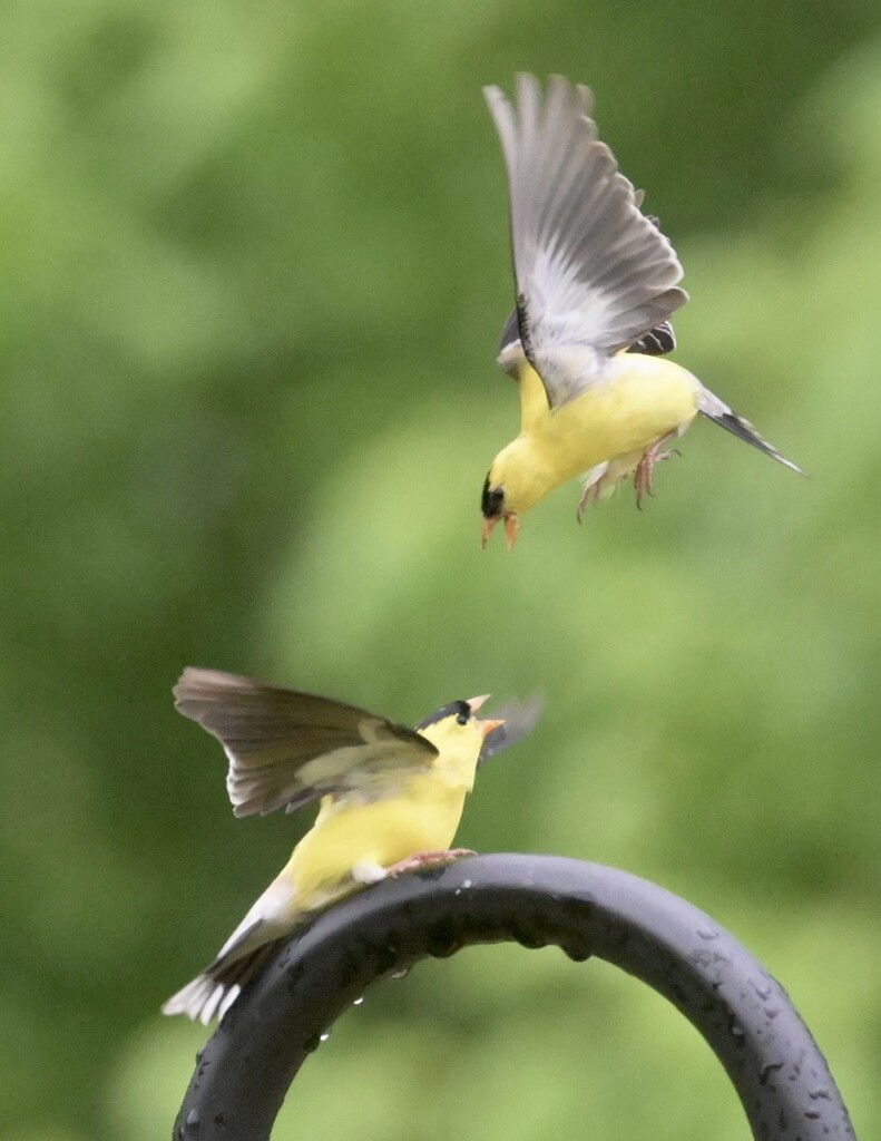 Goldfinch males by kathyladley