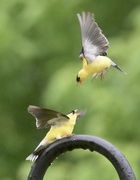 9th May 2023 - Goldfinch males