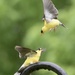 Goldfinch males