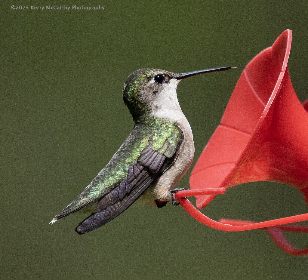 The hummingbirds are back!  by mccarth1