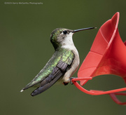 10th May 2023 - The hummingbirds are back! 