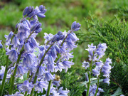 11th May 2023 - Bluebells