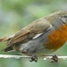Robin in the Rain by fishers