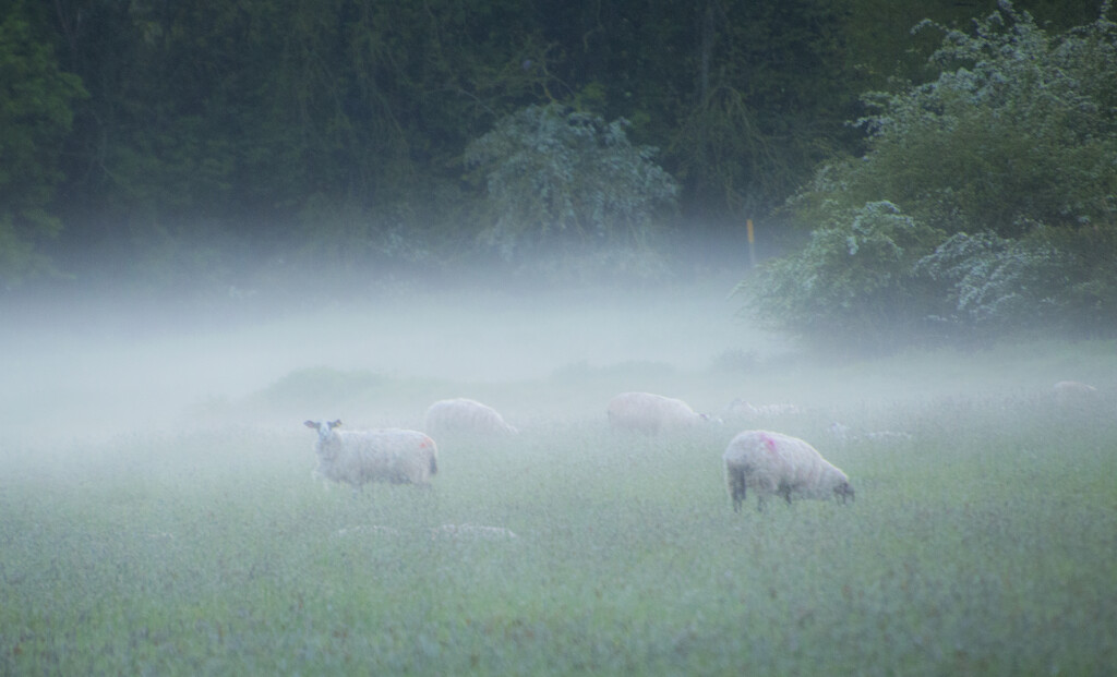Fleeces in the Fog by shepherdman