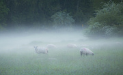 11th May 2023 - Fleeces in the Fog