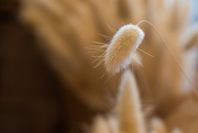 11th May 2023 - Hare's tail grass