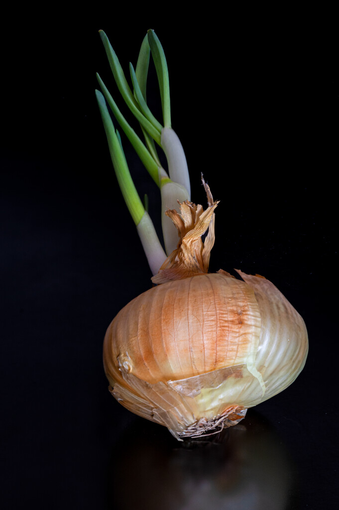 05-10 - Onion-2 by talmon