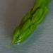 05-11 - Asparagus-2 by talmon