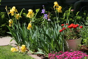 11th May 2023 - So many pretty colors in my neighbors little garden spot.