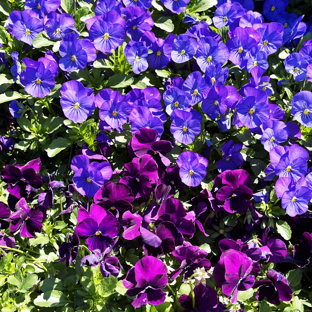 Purple Flowers | Half & Half by yogiw