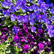 9th May 2023 - Purple Flowers | Half & Half