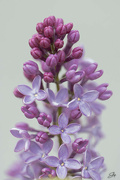 1st May 2023 - Lilacs
