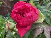 9th May 2023 - Tree Peony