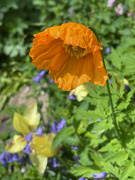 11th May 2023 - Welsh Poppy