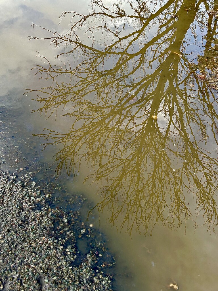 Puddle Reflection  by carole_sandford